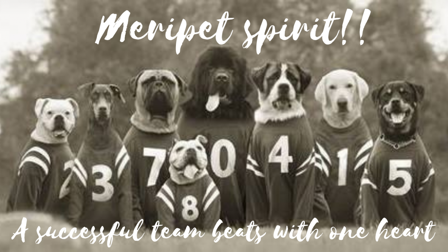 Meripets Dog Team 